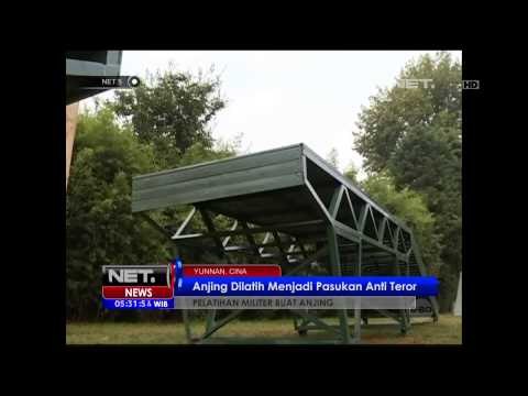 Camp Militer untuk Anjing -NET5