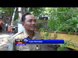 Antisipasi Pohon Tumbang Saat Musim Hujan di Ponorogo dan Cimahi -NET24