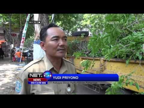 Antisipasi Pohon Tumbang Saat Musim Hujan di Ponorogo dan Cimahi -NET24