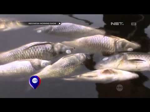 Kondisi Cuaca buruk petani ikan merugi karena banyak ikan mati - IMS