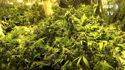 Perú aprueba uso medicinal de marihuana tras demanda ciudadana