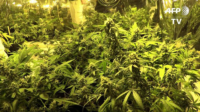 Perú aprueba uso medicinal de marihuana tras demanda ciudadana