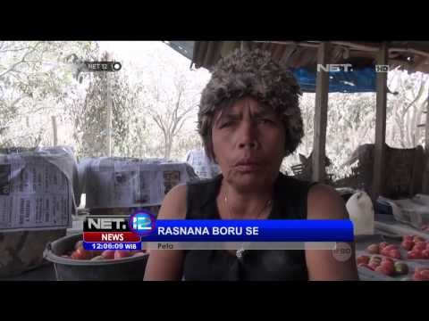 Petani Tomat di Karo Merugi Akibat Abu Vulkanis Sinabung -NET12