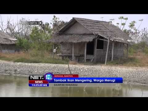 Sejumlah Tambak Ikan Mengering Akibat Musim Kemarau -NET12