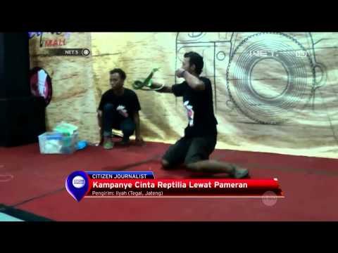 Pameran Komunitas Pencinta Reptilia di Tegal -NET5