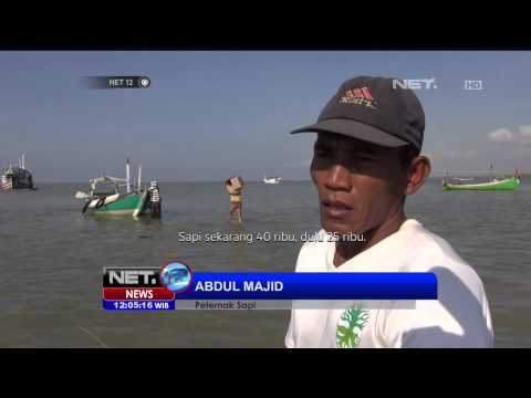 Imbas kenaikan BBM ongkos perahu sapi dan kambing naik - NET12