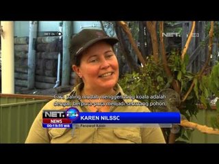 Sensasi menggendong koala - NET24