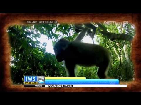 Today's History 5 November, Hari Cinta Puspa dan Satwa Nasional -IMS