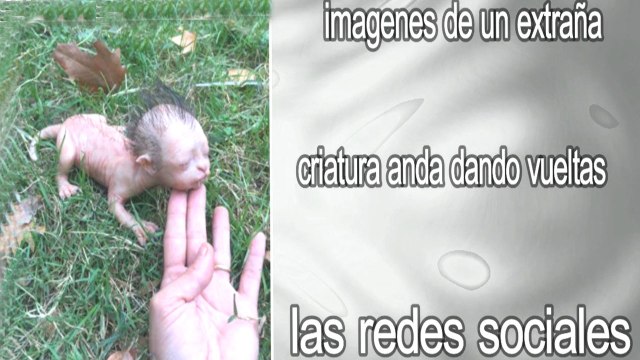 extraña foto de una criatura anda dando vueltas y un video en las redes sociales