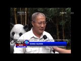 Kondisi Bayi Panda Kembar Tiga di Cina -NET24