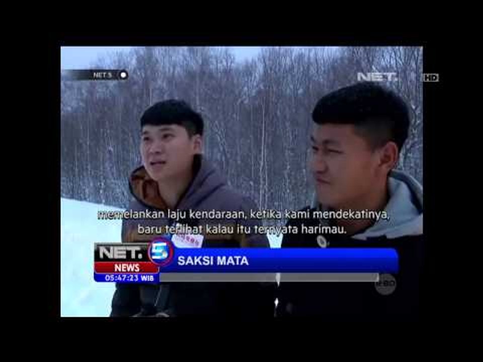 Seekor Harimau Siberia Menampakkan Diri Dekat Pemukiman Warga -NET5