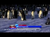 Satwa liar robot penguin unik - NET24