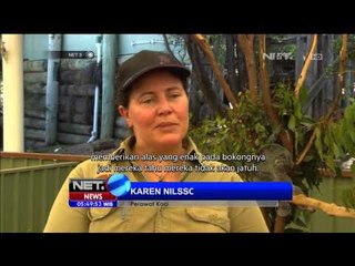 Sensasi mengendong koala - NET5