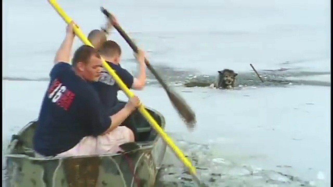 Terrible ! Coincé au milieu d’une rivière de glace, ce chien a failli mourir de froid. (vidéo)