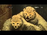 4 Ekor Bayi Cheetah Jadi Anggota Baru Taman Satwa Praha -NET5