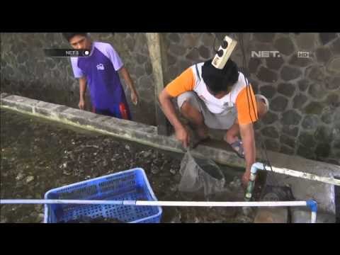 Dampak Cuaca terhadap Ikan Hias di Garut -NET5
