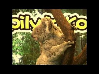 Pengembangbiakan Koala Asal Australia -NET5