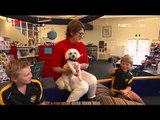 Program baca untuk anak, Anjing untuk tingkatkan kemampuan baca anak - NET12