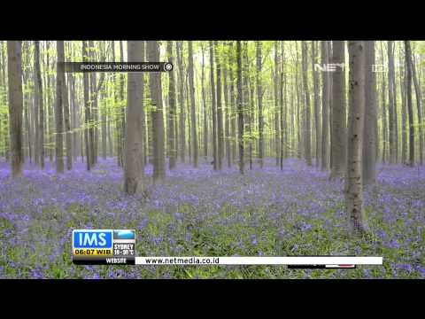 Wisata hutan cantik di berbagai negara - IMS