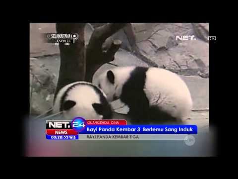 Bayi Panda Kembar Tiga Dipertemukan dengan Sang Induk -NET24