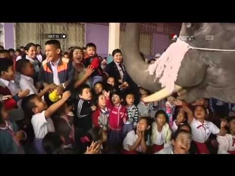 Gajah berpakaian ala Sinterklas datang ke sekolah bagian hadiah - NET12