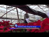 Jelang Natal di Cianjur Warga Berburu Bunga - NET5