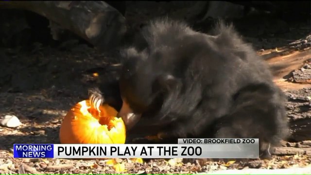 Zoo Animals Enjoy Pumpkins Ahead of Halloween