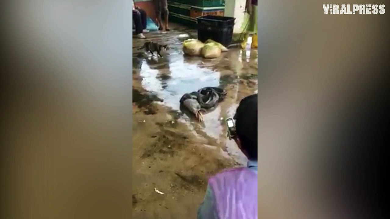 Python Gets Caught Swallowing A Chicken... Then Spits It Out