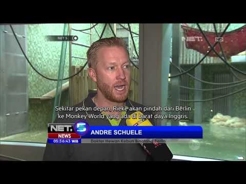 Bayi orang utan ditelantarkan oleh indukya kini di rawat petugas Kebun Binatang di Berlin - NET5