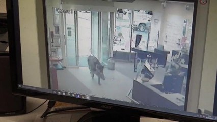 Wildschweine randalieren in Kleinstadt Heide