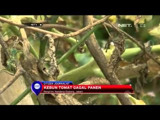 Télécharger la video: Kebun Tomat di Subang gagal panen - NET5