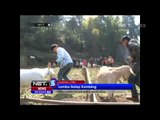 Lomba balap kambing meriahkan imlek di Cina - NET5