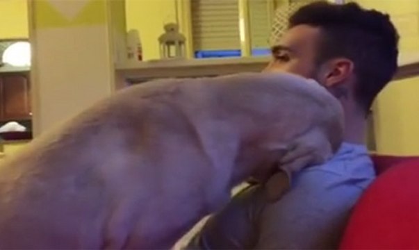 Cães Culpados E Arrependidos