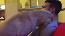 Cães Culpados E Arrependidos