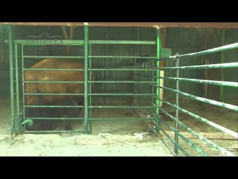 Penyelamatan satwa mengenaskan di Kebun Binatang Swasta Tehuacan Meksiko - NET5