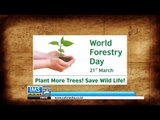 Today's History 21 Maret Hari Hutan Internasional - IMS