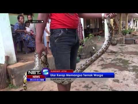 Warga Sumenep Menemukan Ular Sanca Sepanjang 3 Meter NET5