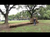 Seniman Brasil ubah limbah pohon jadi furnitur indah - NET5