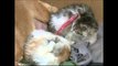 Perilaku Unik Satwa, Kucing dan Anjing Hidup Bersama - NET5