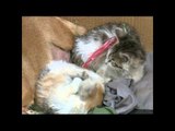 Perilaku Unik Satwa, Kucing dan Anjing Hidup Bersama - NET5