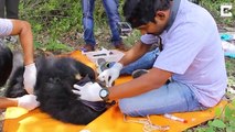 ‘Rescued From the Jaws Of Death’: Indian Animal Rescuers Scramble To Save Sloth Bear Cub Constricted By Sharp Barbed Wire Fence