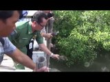 Petugas Sita Ratusan Kepiting Bertelur di Badung, Bali - NET5