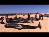 Puluhan paus pilot terdampar di pesisir pelabuhan kecil Australia - NET5
