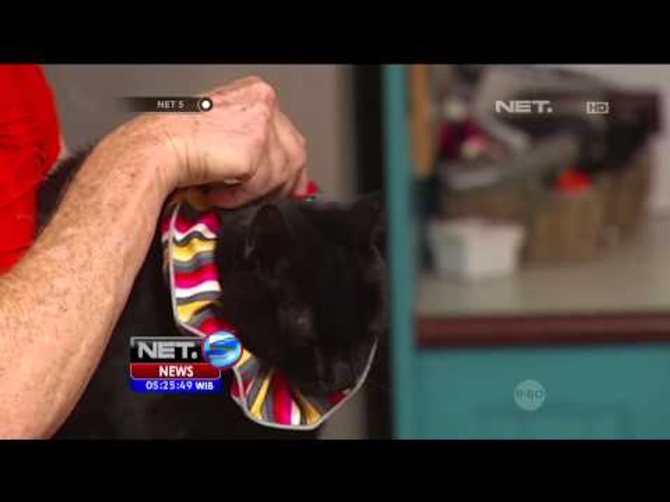 Gaya Busana Unik Kontes Kucing - NET5