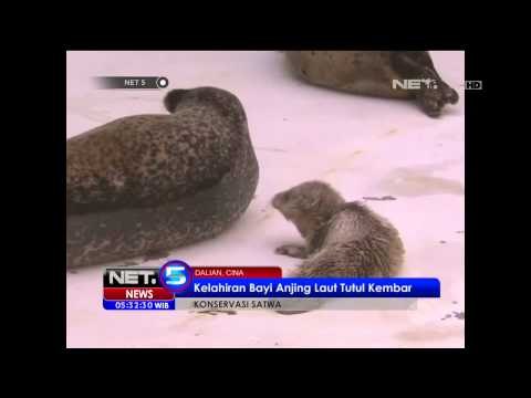Kelahiran Bayi Anjing Laut di Taman Rekreasi Dunia Laut Dalian, Cina - NET5