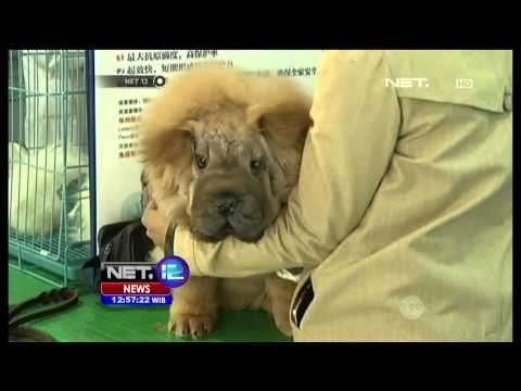 Asuransi Kucing dan Anjing di Yunan, Cina - NET12