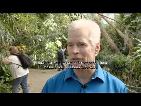 Kebun Binatang San Diego Membuat Hutan Tropis Buatan dengan Ribuan Kupu-Kupu - NET12
