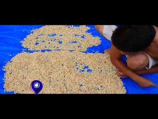 Kambing Pengupas Kenari - IMS