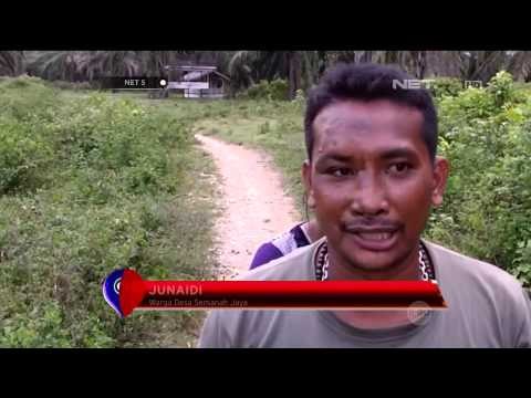 Gajah Liar Rusak Perkebunan Warga Aceh - NET5