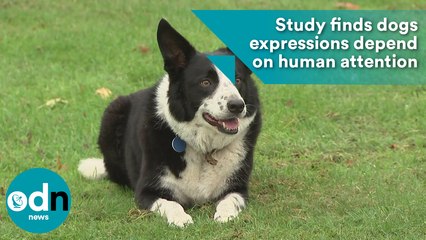 Study finds dogs expressions depend on human attention